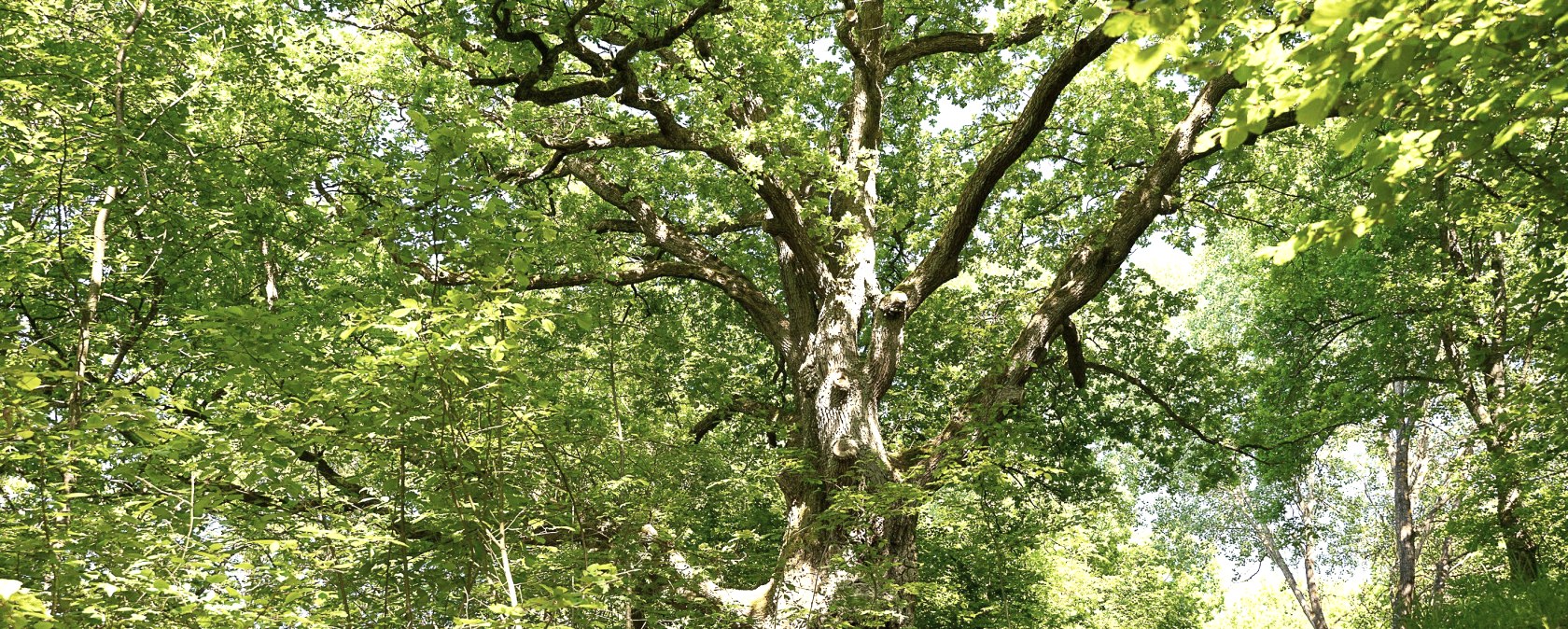 Weg zur Alten Eiche, &copy; TI Kelberg
