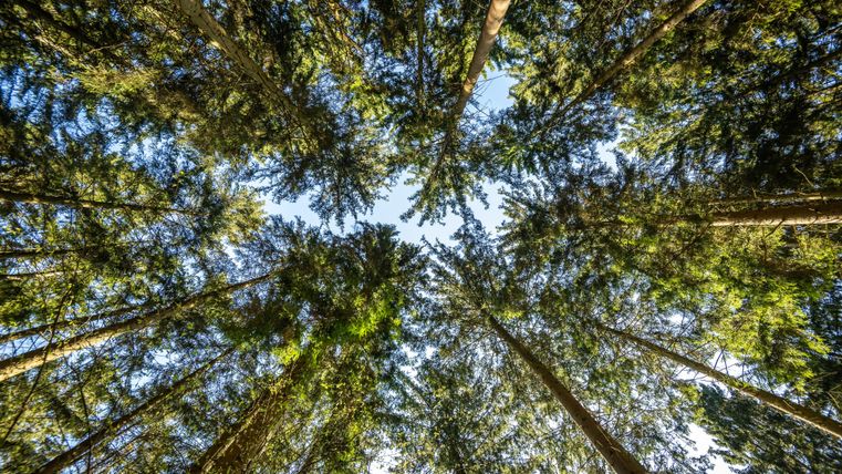 A view from below into a dense forest. The tall trees reach up to the clear sky.