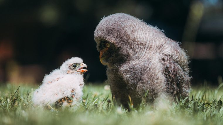 Ein junges, gefiedertes Tier sitzt auf dem Gras neben einem älteren gefiederten Tier. Beide wirken neugierig und aufmerksam.