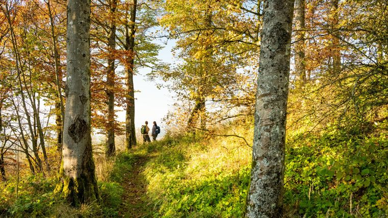 Ein herbstlicher Waldweg mit bunten Blättern und hohen Bäumen. Zwei Personen spazieren im Hintergrund.