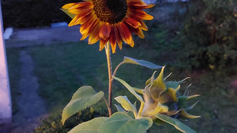 Eine wunderschöne Sonnenblume blüht in der Dämmerung. Im Hintergrund sind grüne Bäume und ein Garten sichtbar.