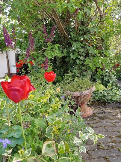 Een kleurrijke tuin met rode tulpen en paarse bloemen. Op de achtergrond zijn een grote boom en enkele planten te zien.