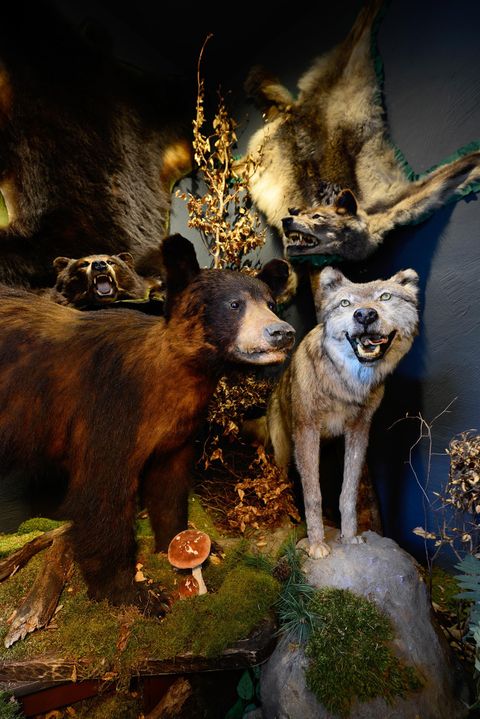 Eine lebensechte Darstellung von Tieren in ihrer natürlichen Umgebung. Im Vordergrund sind ein Bär und ein Wolf zu sehen, umgeben von Pflanzen und anderen Tierfiguren.