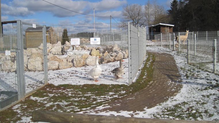 Een omheinde weide met ganzen en lama's op de Bielenhof-Alm. De grond is deels bedekt met sneeuw, en de lucht is blauw met wolken.
