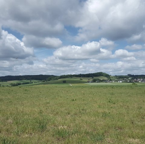 Richtung Aueler Drees, &copy; Touristik GmbH Gerolsteiner Land