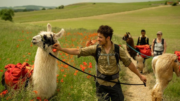 Eine Gruppe von Wanderern führt Lamas auf einem malerischen Weg durch eine blühende Landschaft. Die Wanderer tragen Rucksäcke und genießen die Natur rund um sie.
