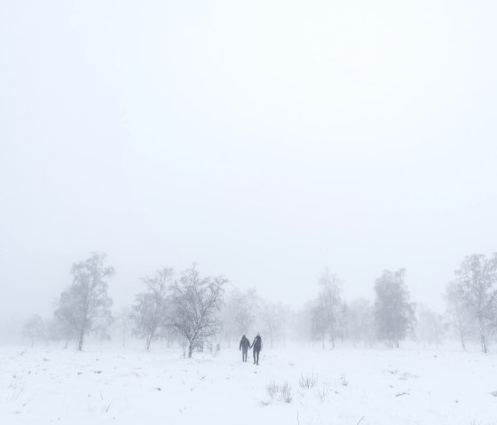 Mystical atmosphere in the Struffelt Heath, &copy; Eifel Tourismus GmbH, D. Ketz