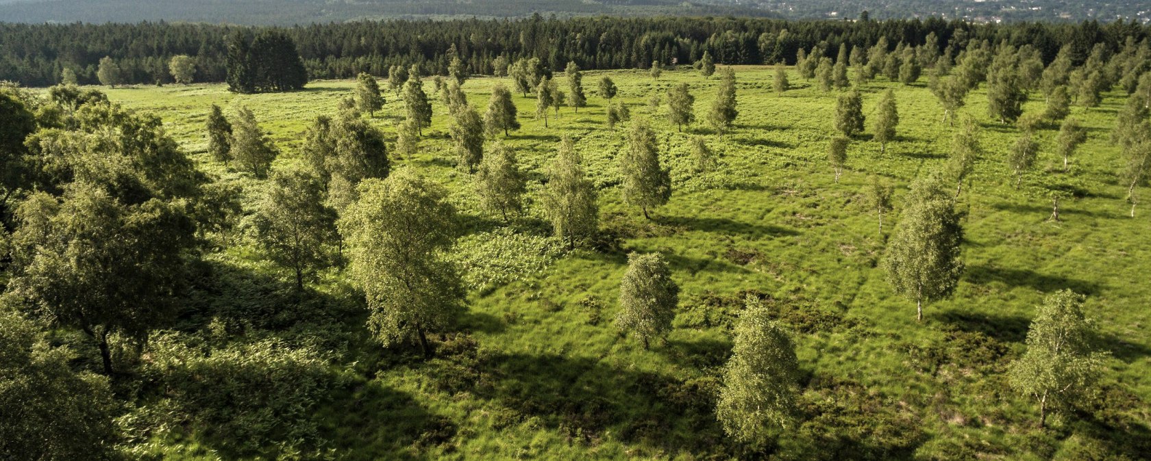 Luftaufnahme Struffelt Heide, &copy; Eifel Tourismus, Dominik Ketz