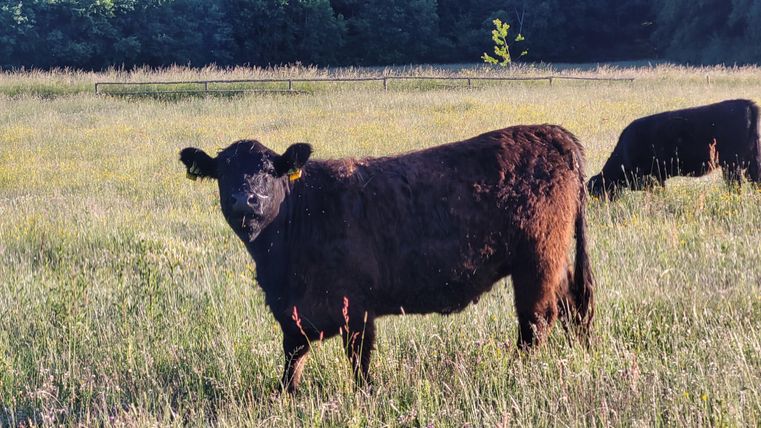 Eine schwarze Kuh steht auf einer grünen Wiese. Im Hintergrund sind weitere Kühe und Bäume zu sehen.