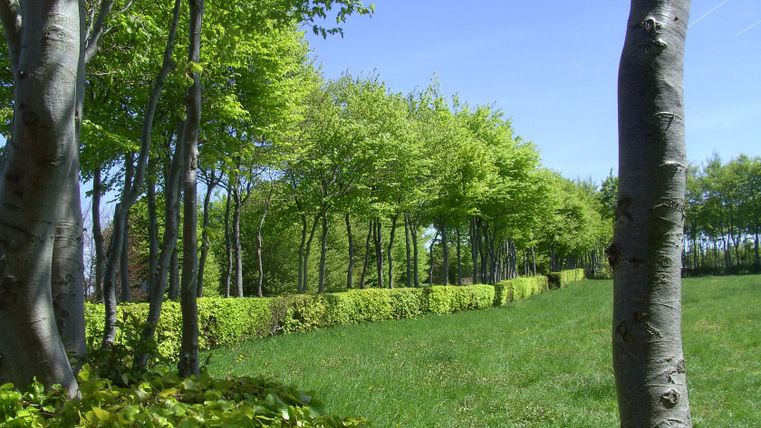 Buchenhecken entlang eines grünen Weges unter blauem Himmel.