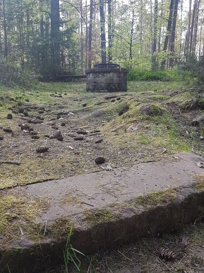 Eine kahle Waldfläche mit verstreuten Tannenzapfen und einer alten Steinstruktur im Hintergrund. Die Umgebung ist grün und von Bäumen umgeben.