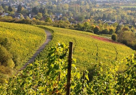Een schilderachtig wijnlandschap met glooiende heuvels en kleurrijke herfstkleuren. Een smal pad slingert zich tussen de wijnranken door.