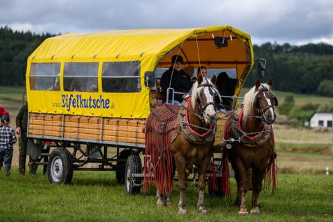 Twee paarden trekken een gele wagen met de opdruk "Eifelkutsche.de".