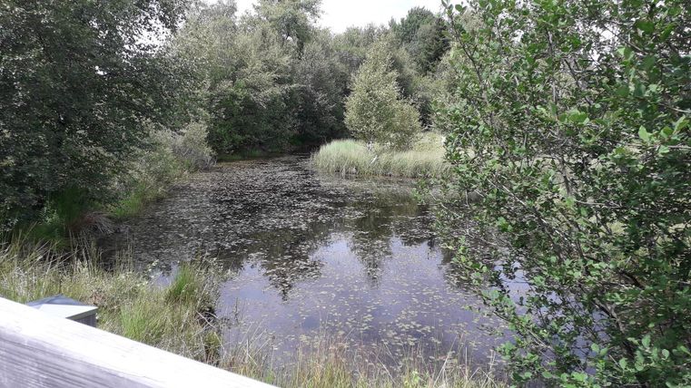 Ein ruhiger Teich umgeben von dichtem Grün und Bäumen. Die Wasseroberfläche spiegelt die Natur wider.