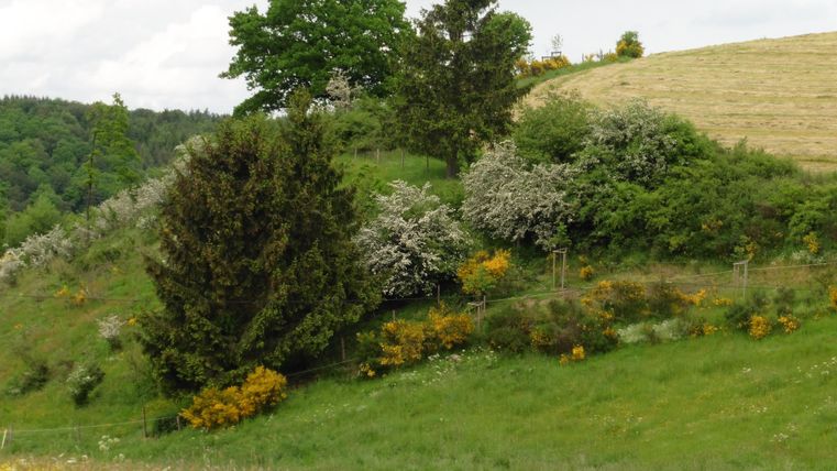 Eine grüne Wiese mit verschiedenen Bäumen und blühenden Sträuchern. Im Hintergrund ist ein sanfter Hügel zu sehen.