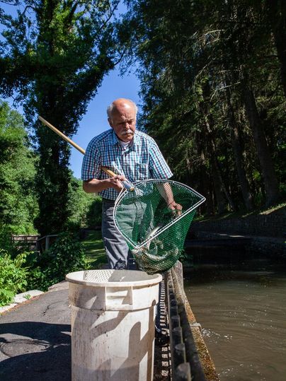 Ein älterer Mann fängt Fische mit einem Kescher am Ufer eines Gewässers. Um ihn herum sind grüne Bäume und eine klare blaue Himmel.
