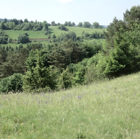 Sch&ouml;necker Schweiz, Wachholdergebiet, &copy; Naturpark Nordeifel Gesch&auml;ftsstelle Pr&uuml;m