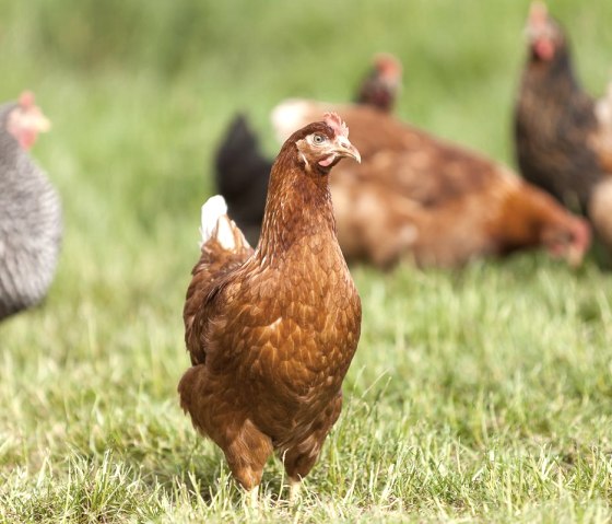 H&uuml;hner auf dem Gefl&uuml;gelhof, &copy; Gefl&uuml;gelhof Janshen
