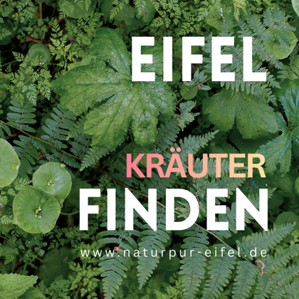 A green landscape with various plants and leaves. The text emphasizes finding herbs in the Eifel.