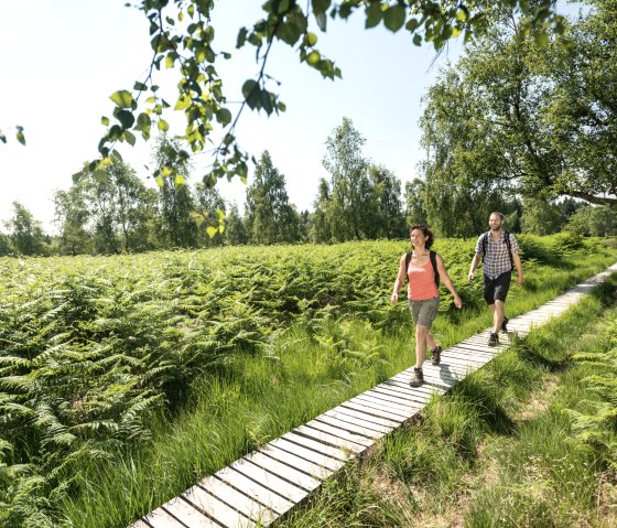 Eifelsteig, Struffelt Heath, © Eifel Tourismus GmbH - Dominik Ketz