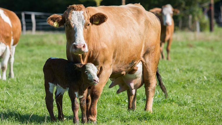 Eine Kuh steht auf einer grünen Wiese neben ihrem Kalb. Sie genießen die Sonne in einer ländlichen Umgebung.