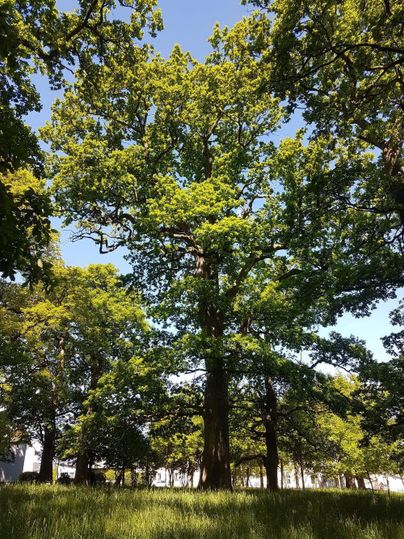 Ein großer Baum mit üppigem, grünem Laub unter einem klaren blauen Himmel. Im Vordergrund ist wiese sichtbar.