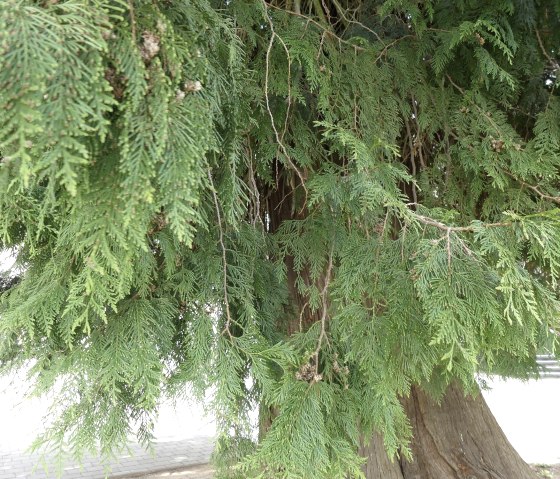 Lebensbaum Bad Bertrich, &copy; GesundLand Vulkaneifel GmbH