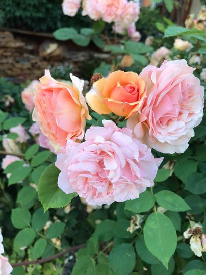Eine Gruppe von rosa Rosen in verschiedenen Farbtönen. Die Blüten sind üppig und schön.