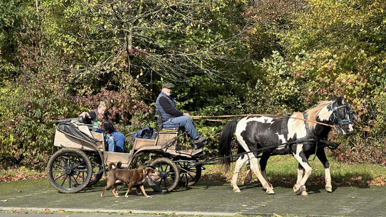 Eine Kutsche mit zwei Personen und einem Hund fährt auf einer Straße. Zwei Pferde ziehen die Kutsche, umgeben von herbstlichen Bäumen.