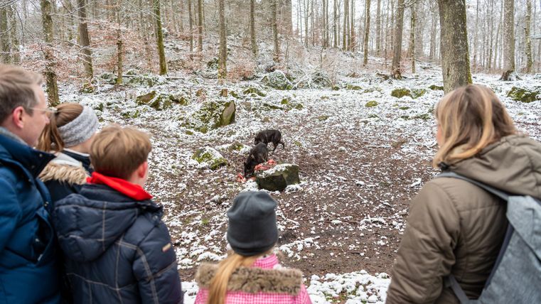 Menschen beobachten im verschneiten Wald zwei Wölfe, die an einem Futterplatz fressen.