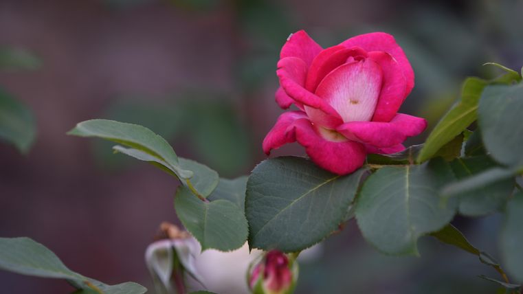 Eine rosa Rose blüht an einem grünen Zweig. Im Hintergrund sind weitere Pflanzen sichtbar.