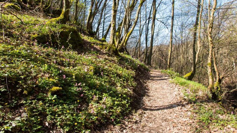 Ein schmaler Wanderweg durch einen Wald mit frischen grünen Pflanzen und schattenliebenden Bäumen. Der Himmel ist klar und die Sonne scheint.