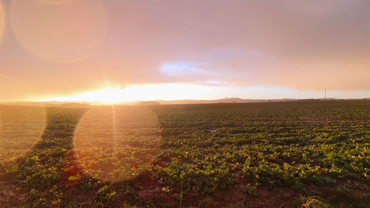 A wide field at sunset, surrounded by gentle hills. The sky has soft colors and radiates a warm light.