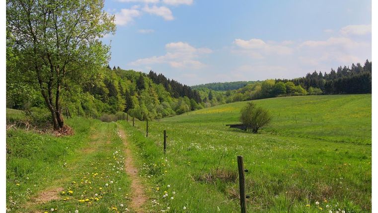 Een ontspannen pad door een groene landschap met bomen en gras. De lucht is blauw en er zijn weinig wolken.