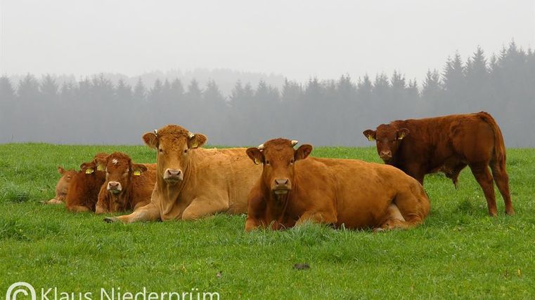 Een groep bruine koeien ligt ontspannen op een groene weide. Op de achtergrond is een bosachtig gebied en een grijze lucht te zien.