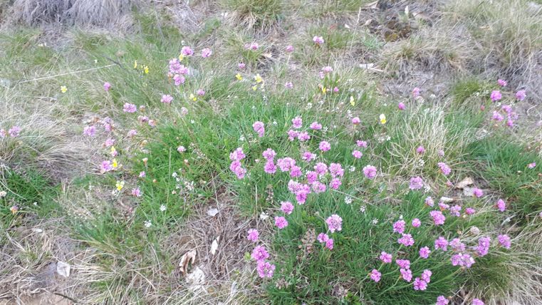 Eine Wiese mit bunten, blühenden Pflanzen. Die pinken und gelben Blumen stehen im Kontrast zum grünen Gras.