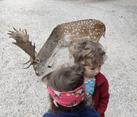 Hochwildpark Kommern1, &copy; Lena Poth