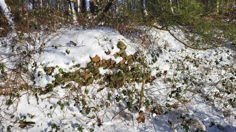 Een met sneeuw bedekte bodem, waar gras en planten groeien. Enkele stenen zijn zichtbaar, omringd door struikachtige planten.
