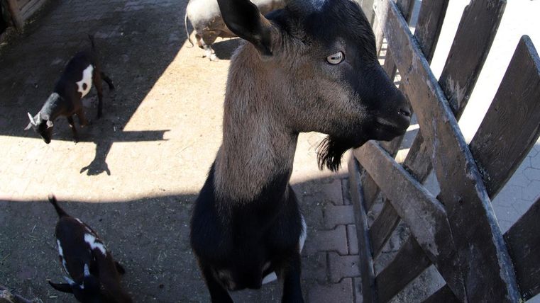 A black goat stands in a small enclosure. In the background, more goats can be seen.