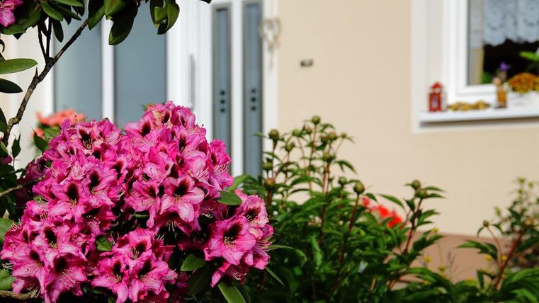 Ein prächtig blühender Strauch mit leuchtend pinken Blumen steht vor einem Haus. Im Hintergrund sind Fenster und eine einladende Haustür sichtbar.