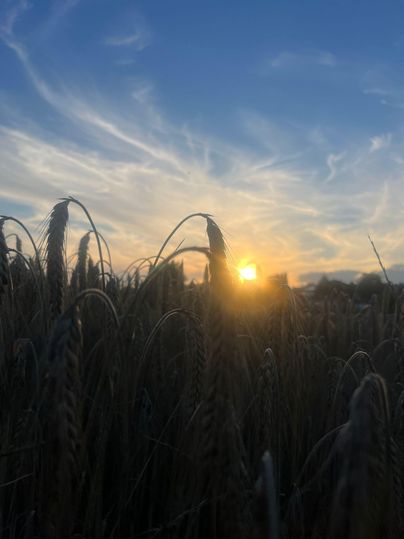 A sunset behind a wheat field with warm colors in the sky. The ears of wheat gently sway in the wind.