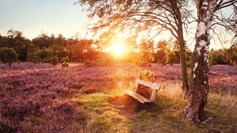 Bank in einer Heidelandschaft bei Sonnenaufgang
