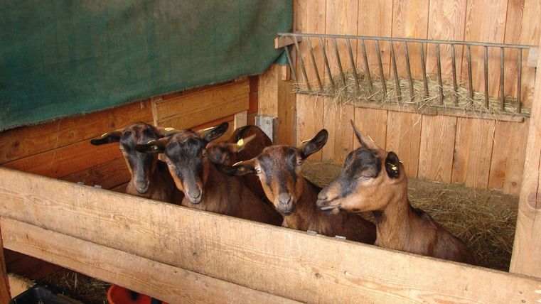 Four goats are standing in a barn. The walls are made of wood and hay is visible in the background.