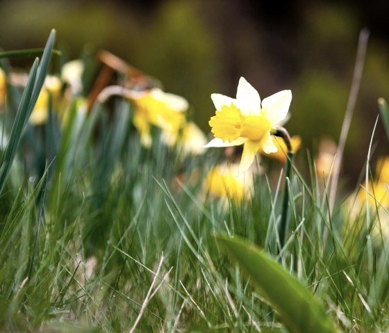Wild daffodils along the monastery route, © Tourismus NRW e.V.