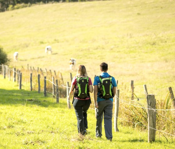 Zwei Wanderer mit gr&uuml;nen Rucks&auml;cken gehen auf einem sonnigen Feldweg entlang eines Zauns. Im Hintergrund weiden K&uuml;he auf einer gr&uuml;nen Wiese., &copy; Eifel Tourismus GmbH, Dominik Ketz