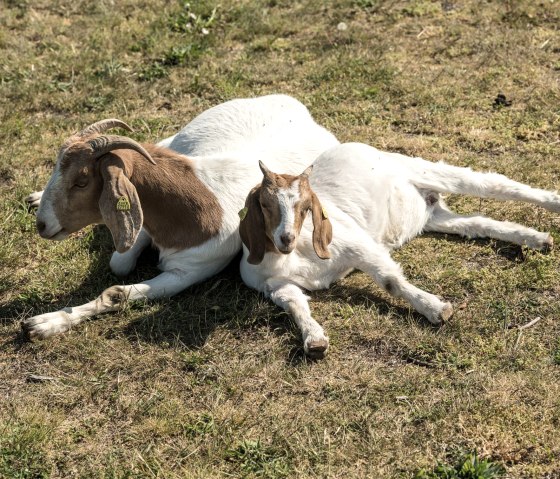 Ziegen als Landschaftsg&auml;rtner auf dem Steffelberg, &copy; Eifel Tourismus GmbH, Dominik Ketz