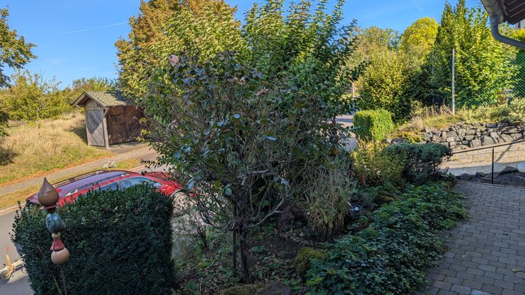 Een tuin met groene struiken en bomen. Op de achtergrond is een rode auto en een landelijke omgeving te zien.