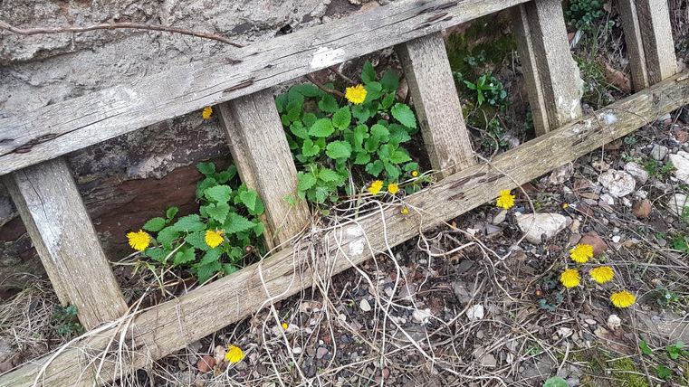 Ein verwitterter Lattenzaun mit gelben Blumen und grünem Blattwerk. Die Pflanzen wachsen zwischen den Latten und im umliegenden Erdreich.