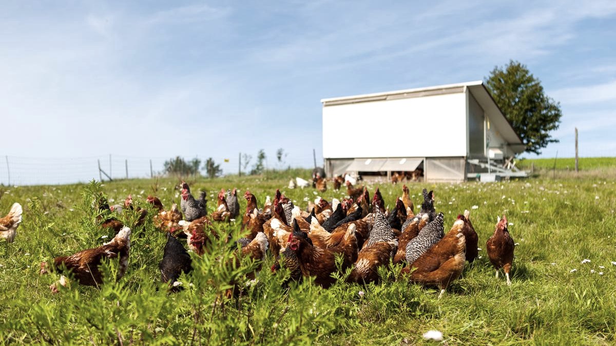 H&uuml;hner auf der Wiese, &copy; Gefl&uuml;gelhof Janshen