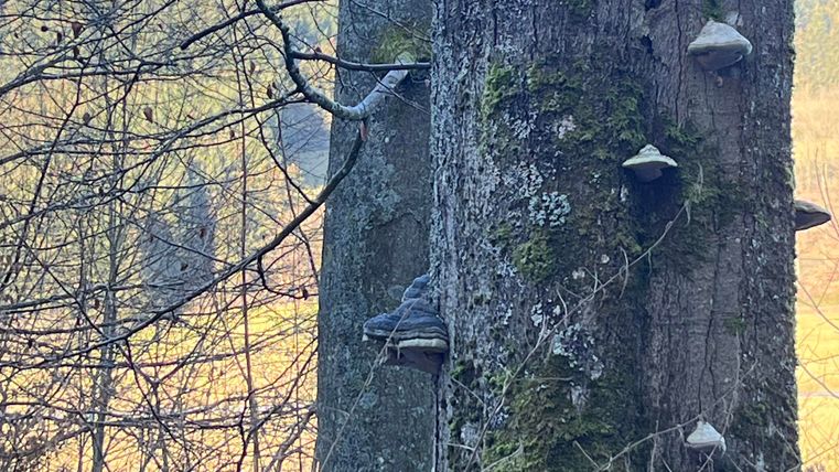 Ein alter Baum mit verschiedenen Arten von Pilzen, die daran wachsen. Im Hintergrund ist eine hügelige Landschaft zu sehen.